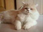 Pure Persian Adult Cat