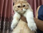 Pure Persian Adult Cat