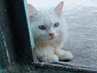 pure persian adult female age 1year