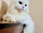 Pure Persian Adult Female Cat