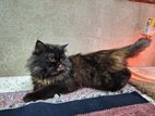 pure persian adult female cat