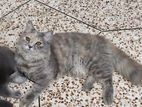 pure persian adult female cat
