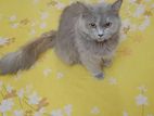 Pure Persian adult female cat