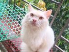 Pure Persian Adult Female Cat for sale