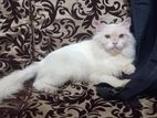 Pure Persian adult Female Cat