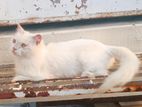 Pure Persian Adult Female Cat