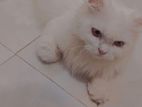 Pure Persian Adult Female Cat