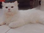 Pure Persian Adult Female Cat