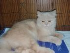Pure Persian Adult Female Cat
