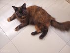 Pure Persian Adult female