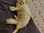 Pure Persian (adult)
