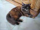 Pure Persian Adult Image