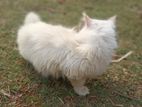 pure Persian adult male cat