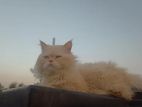 pure Persian adult male cat