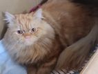 Pure Persian adult male cat