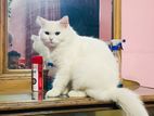 Pure Persian Adult Male Cat