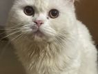 Pure Persian Adult Male Cat For Sale
