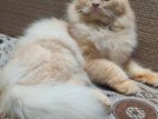 Pure Persian adult male cat