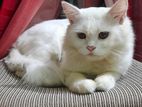 Pure persian adult male cat for sell.