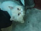 Pure Persian Adult Male For Sale