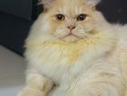 Pure Persian Adult Male Lionface