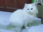 Pure Persian Adult Odd eyes Male