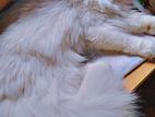 pure persian Audult Cat