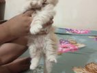 pure persian baby cat