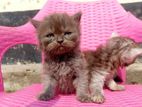 Pure Persian baby cat