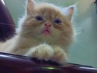 Pure persian baby cat