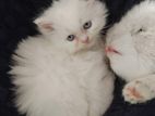 Pure persian baby cat