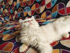 Pure Persian Baby