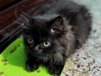 Pure Persian black cat