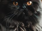 Pure Persian black cat male