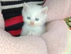 Pure Persian Blue Eye Male Kitten
