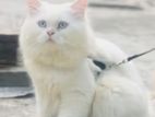 Pure Persian Blue Eyes Active Male