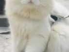 Pure Persian Blue Eyes Adult Male Cat