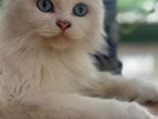 Pure Persian Blue Eyes