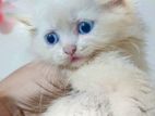 pure persian blue eyes