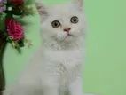 Pure Persian Breed Baby Cat