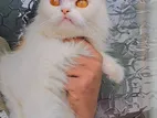 Pure Persian Breed Female Cat