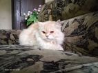 Pure Persian Breed Cat