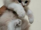 pure persian by colour male kitten