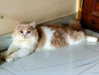 pure persian bycolour male