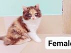 pure Persian calico female kitten