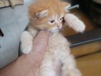 pure persian cat baby