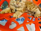 Pure persian cat brown male cat..