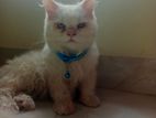 pure Persian cat colour white eye light blue