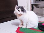 Pure Persian cat (Female Adult)