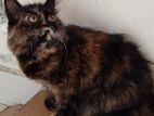 Pure Persian Cat